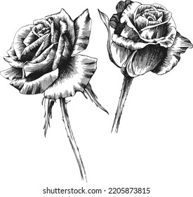 Rose flower outline vector. Hand drawn.