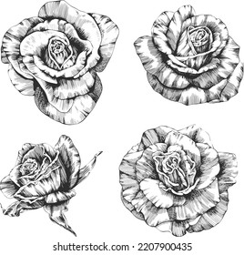 Vector de contorno de flor rosa. Dibujado a mano.