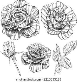 Rosenblume Umrissvektor. Handgezeichnet.