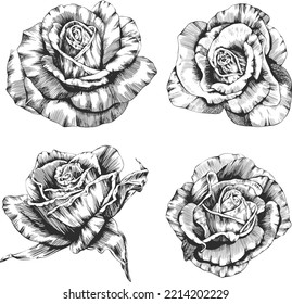 Vector de contorno de flor rosa. Dibujado a mano.