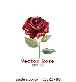 Rose Flower overwhite background. Botanical vector illustration. Red rose watercolor style. Floral card.