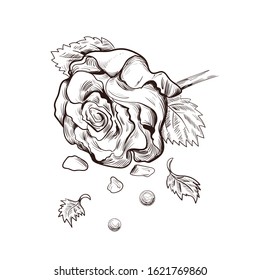 Rose flower and pearls isolated vector sketch. Illustration of postcard on February 14, gift or present on romantic party, blooming bud of luxury flower present on Valentines day party, hand drawn