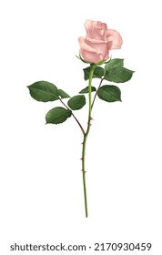 Rosenblütenzusammensetzung mit isoliertem Blumenbild auf unscharfem Hintergrund, Vektorgrafik