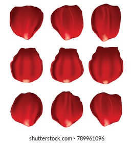 rose flower petals vector isolated on white background