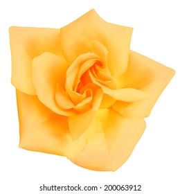 Rose flower. Photo-realistic vector illustration 