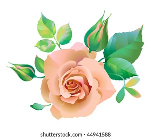 Rose flower pink
