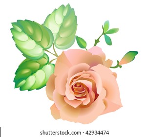 Rose flower pink beautiful