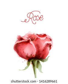 Rose flower pink isolated Vector watercolor. Vintage delicate light floral decor