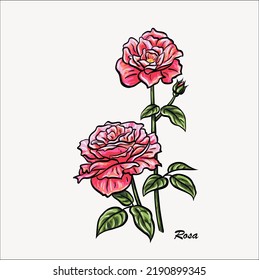 Vector rosa de flor rosa de rosa Ilustración EPS 10
