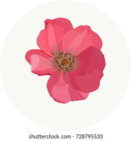 Rose flower pink. Vector illustration.