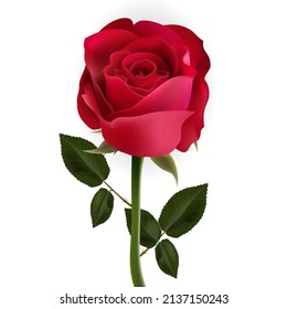 rose flower png vector, Beautiful Red rose vector