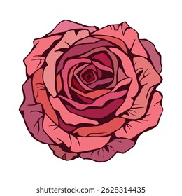 Rose flower, red rose isolated