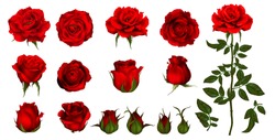Rózsa Virág Készlet Virágzó Növény. Kerti Rózsa Elszigetelt Ikon Vörös Virág, Szirom és Bud Zöld Szár és Levél Romantikus Virágdekoráció, Esküvői Csokor és Valentin üdvözlőlap 
