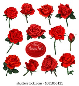 Rose flower set of blooming plant. Garden rose isolated icon of red blossom, petal and bud with green stem and leaf for romantic floral decoration, wedding bouquet and valentine greeting card