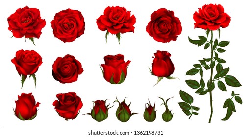 Набор цветов розы из цветущего растения. Садовая роза изолированная икона красного цветка, лепестка и бутона с зеленым стеблем и листом для романтического цветочного украшения, свадебного букета и поздравительной открытки ко Дню святого Валентина 
