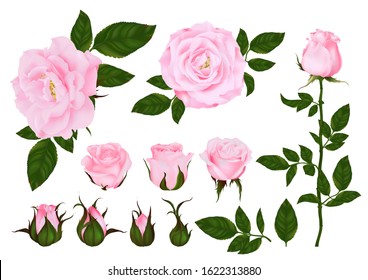 Rose flower set of blooming plant. Garden pink isolated icon of red blossom, petal and bud with green stem and leaf for romantic floral decoration, wedding bouquet and valentine greeting card 
