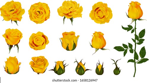 Rose flower set of blooming plant. Garden yellow  isolated icon of yellow  blossom, petal and bud with green stem and leaf for romantic floral decoration, wedding bouquet and valentine greeting card 
