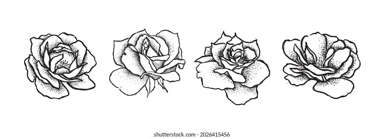 Rose flower set, hand drawn illustration, vector.	
