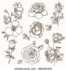 Rose flower set. Hand drawn illustration. Elements for the bouquet: full blown and bud. Vintage.  Sketch. Wedding invitation 