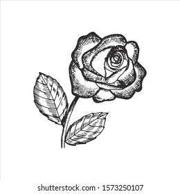 rose flower silhouette on a white background sketch isolated