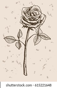 rose flower sketch