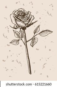 rose flower sketch