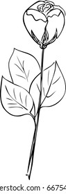 Rose flower. Sketch. Calligraphy. Vector.