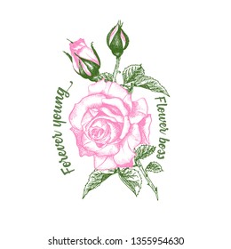 Rose flower sketch in engraving style on white background. Pink and green color. Vintage vector illustration, t-shirt print. Love background. Typography design. Lettering text Flower boss, forever young