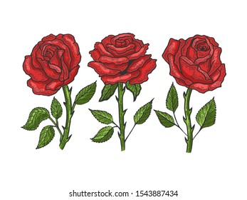 Rose flower sketch engraving vector illustration. T-shirt apparel print design. Scratch board style imitation. Black and white hand drawn image.