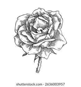 Rose flower sketch. Hand drawn botanical illustration. Natural skincare, aromatherapy, perfumery, and organic cosmetics logo design. NOT AI generated