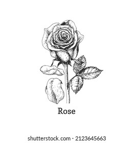Rose flower sketch in vector, design element. Botanical drawing in engraving style. Medicinal plant, hand drawn illustration.