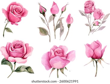 rose flower spring floral watercolor on white isolated background. pink rose watercolor illustration.	