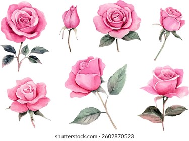 rose flower spring floral watercolor on white isolated background. pink rose watercolor illustration.