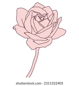 Rose flower and stem line filled pink color illustration. Hand drawn realistic detailed vector illustration clipart isolated.