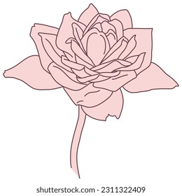 Rose flower and stem line filled pink color illustration. Hand drawn realistic detailed vector illustration clipart isolated.