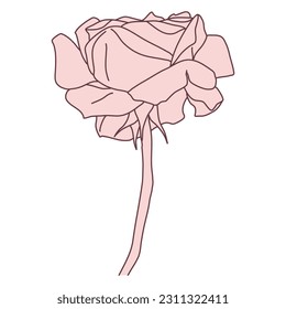 Rose flower and stem line filled pink color illustration. Hand drawn realistic detailed vector illustration clipart isolated.