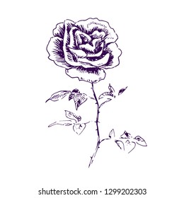 Rose flower, stem with thorns, leaves and terry blossom, hand drawn doodle, sketch, black and white vector illustration