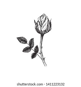 Rose flower, stem with thorns, leaves and bud, hand drawn doodle, sketch, black and white vector illustration