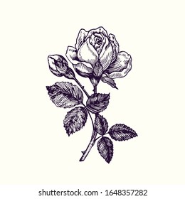  Rose flower, stem with thorns, leaves and blosom, hand drawn doodle, drawing in gravure style, sketch illustration, design element