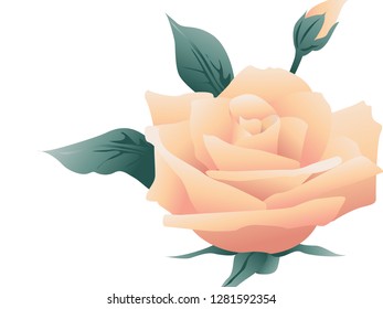 rose flower vector for banner, presentation and wallpaper purposes on white background 132
