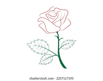 Rose flower vector design and illustration.