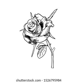 Rose Flower Vector Drawing Black White