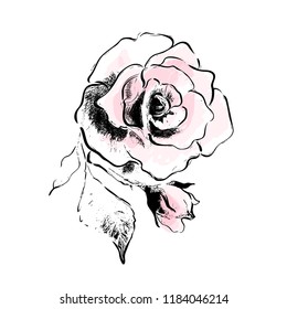 Rose flower vector drawing sketch. Black ink and pink watercolor floral illustration for card design background.