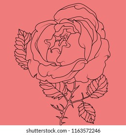 Rose flower vector illustration