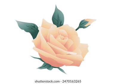 Rose flower vector, Illustration, flower.
