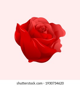 rose flower vector illustration design