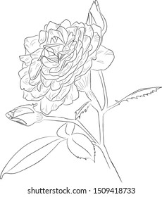 Rose flower vector illustration. Freehand drawn nature painting. Doodle style graphics for valentine day and love symbol.