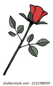 Rose flower vector illustration - Hand drawn