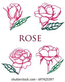 rose , flower , vector set illustration on white background