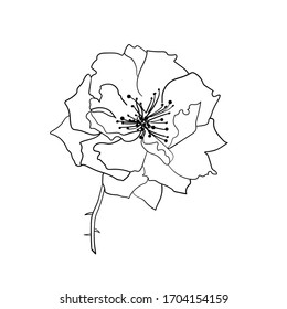 Flor de rosa. Esbozo vectorial. Diseño botánico para tarjetas, invitaciones, póster, scrapbook. Elemento de libro coloreado.